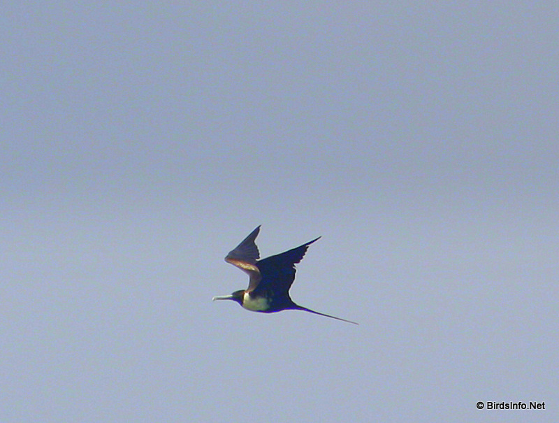 Magnificent Frigatebird